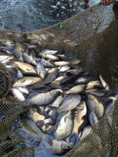A drag net full of stock fish
