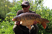 A beautiful 24lb 8oz chunky scaley mirror in the sunshine
